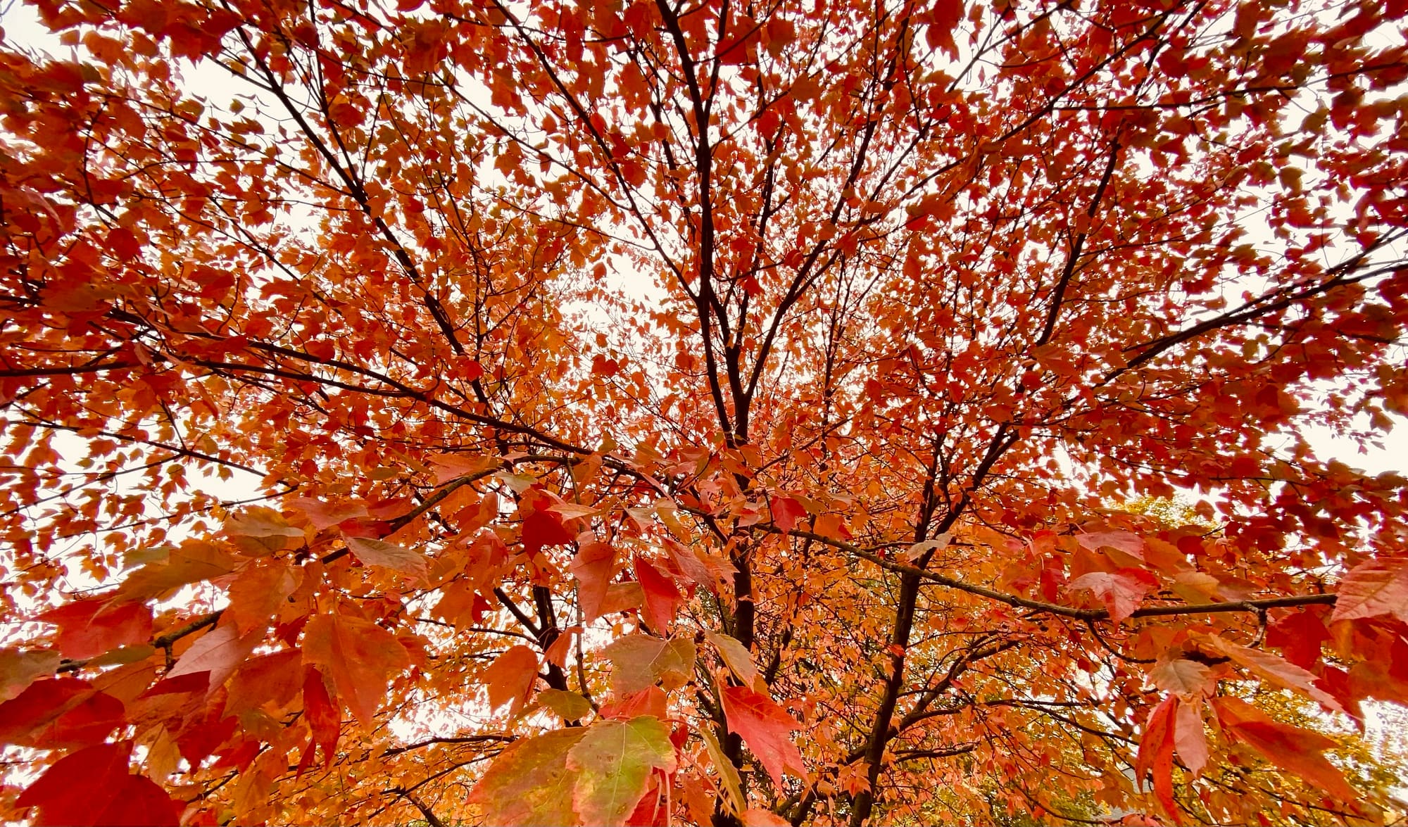 Red maple tree.