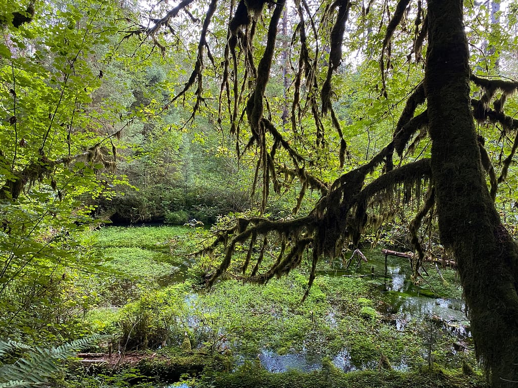 Moss covering everything in Hoh Rainforest