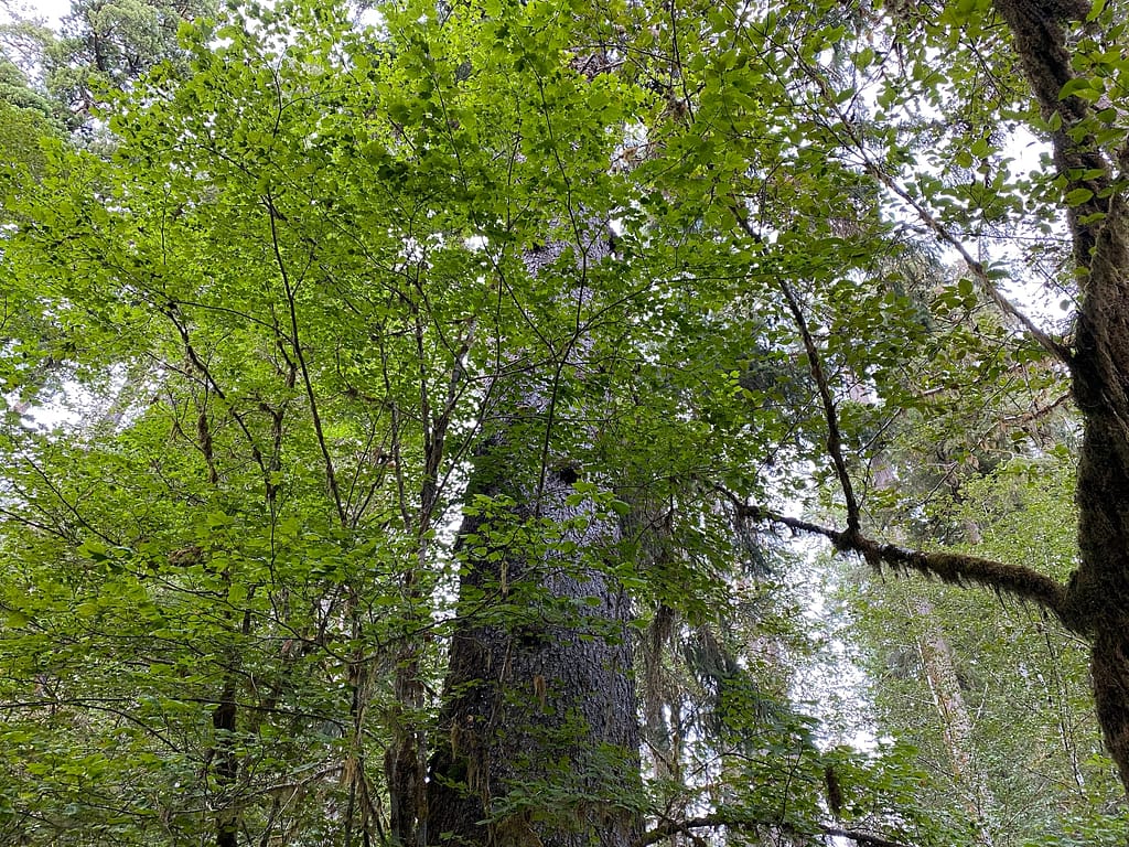 Looking up large tree in Hall of Mosses trail in Hoh Rainforest
