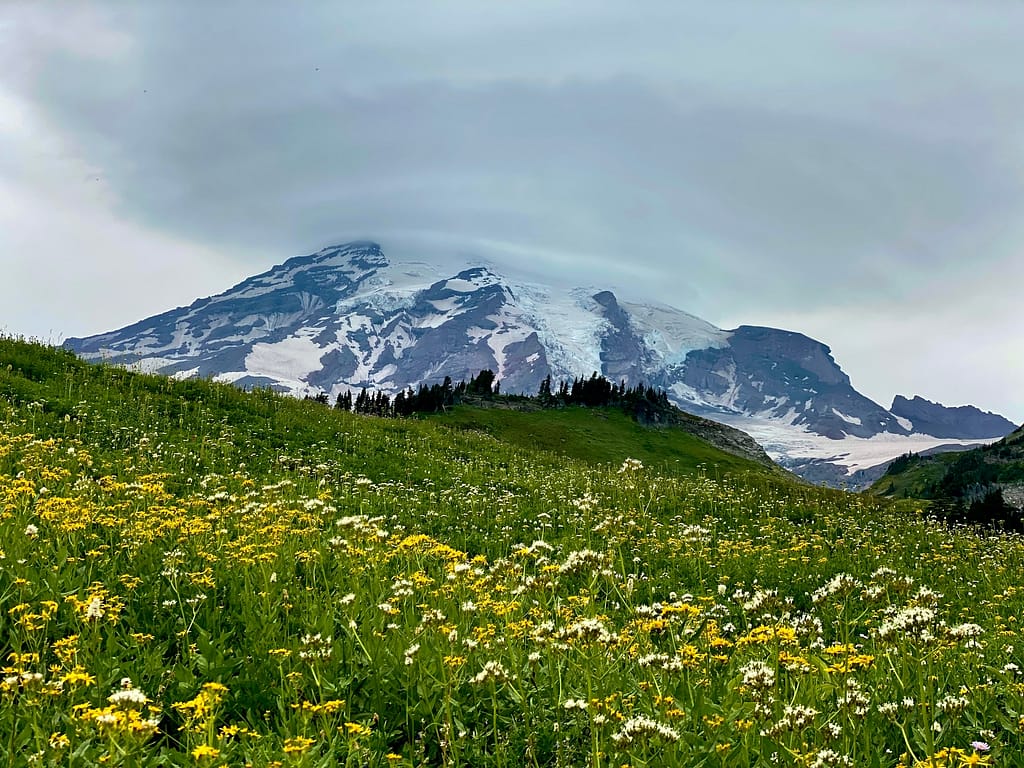 A large cloud over the peak of Mount Rainier with wildflowers blooming on the meadows in the foreground