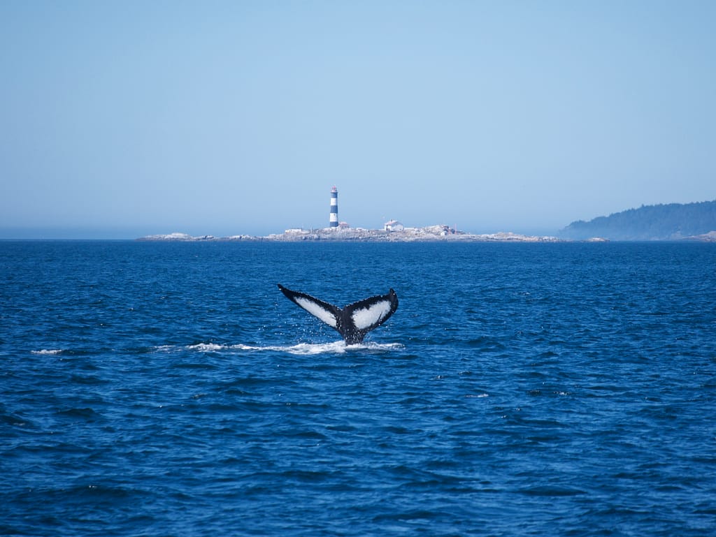 Humpback whale fluke with Race Rocks lighthouse in the distance
