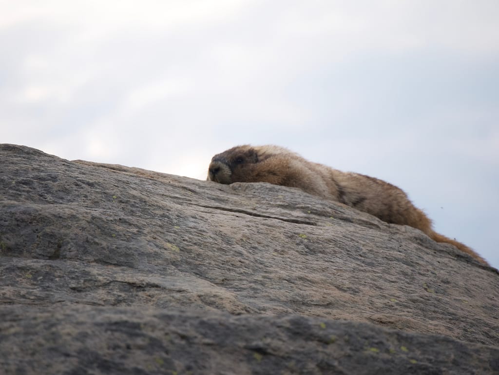 A Rainier marmot on a rock