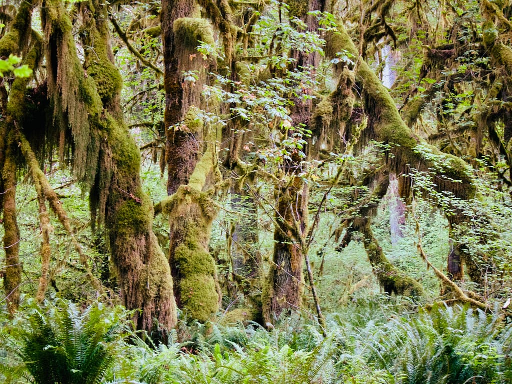 Moss covered forest in the Hoh Rainforest