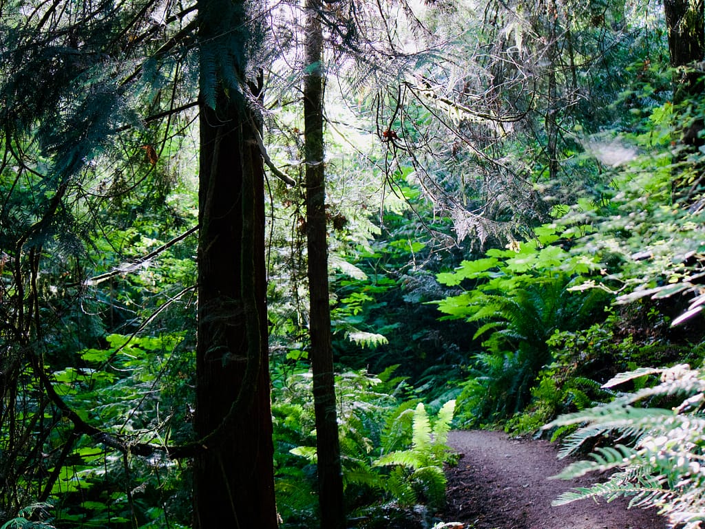 Wooded trail by Olympic National Park Visitor Center