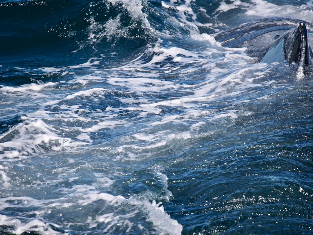 A humpback close up in the water