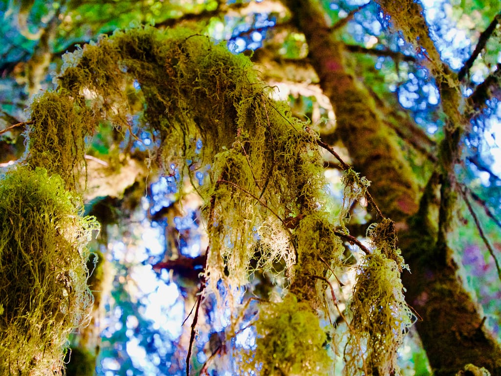 Moss covering trees and branches in Olympic National Park