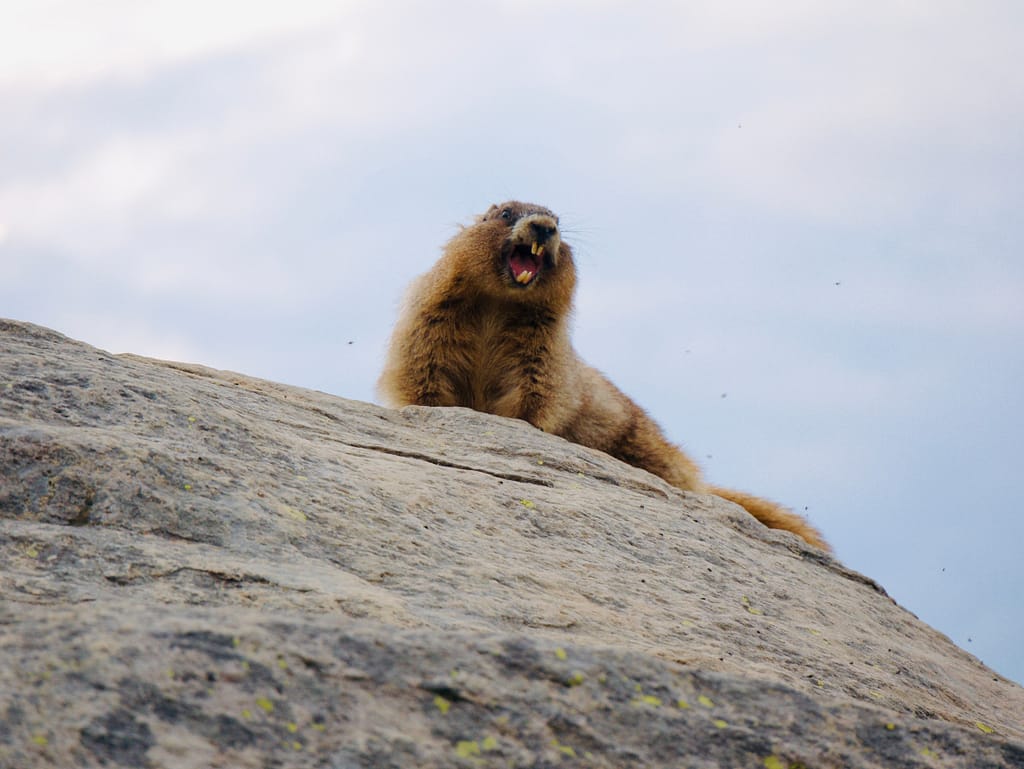 A Rainier marmot showing off it’s beaver like teeth