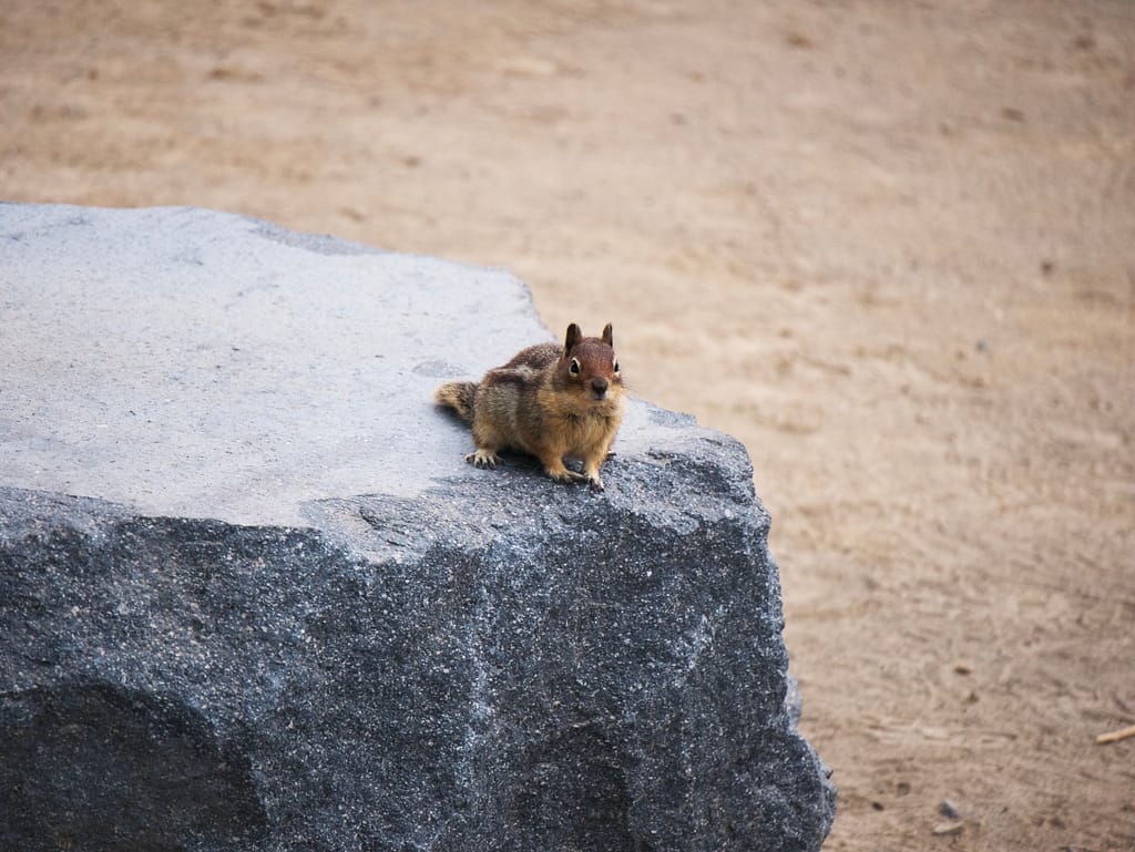 A Rainier ground squirrel on a rock