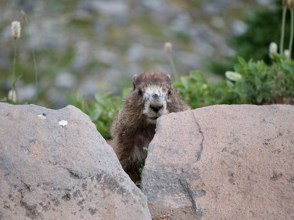 A Rainier marmot looking at me from behind two rocks