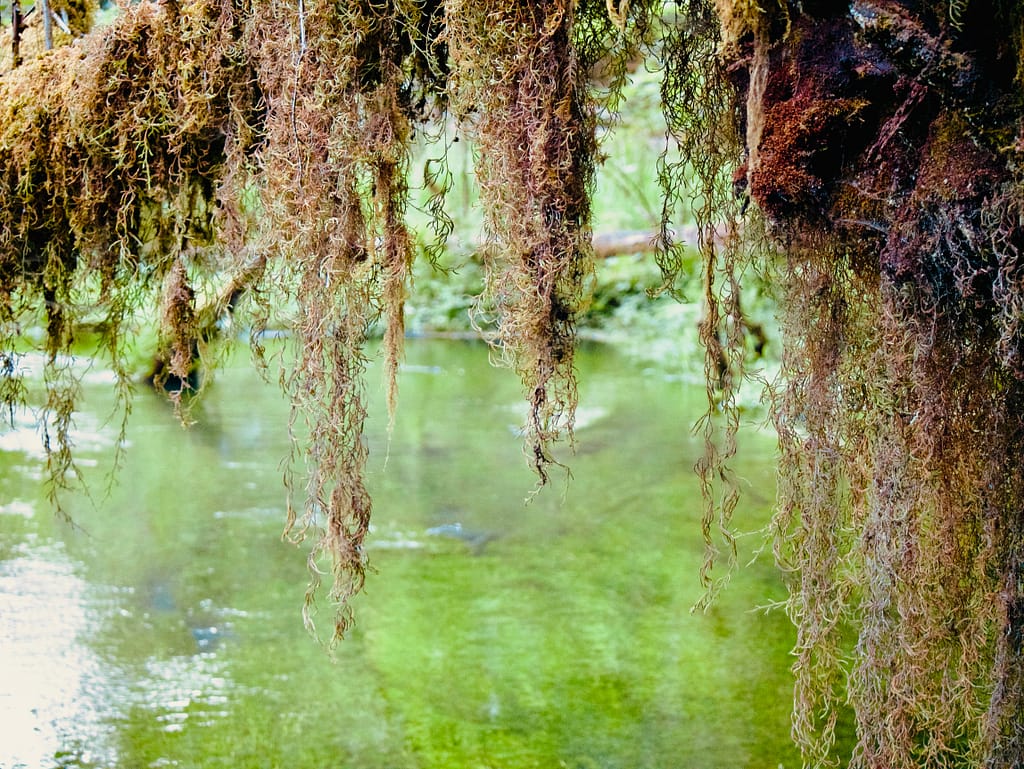 Moss dangling from beach with a small stream in the background