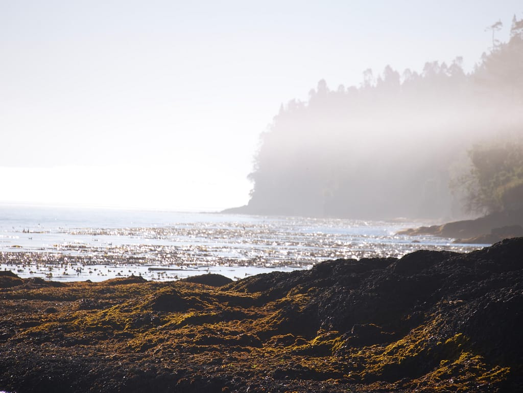 Fog over water on the shore at Salt Creek Recreation Area