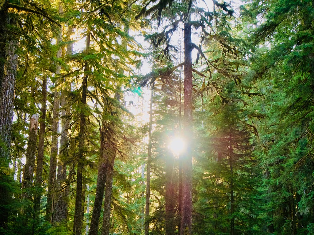 Sun shining through trees in Olympic National Park