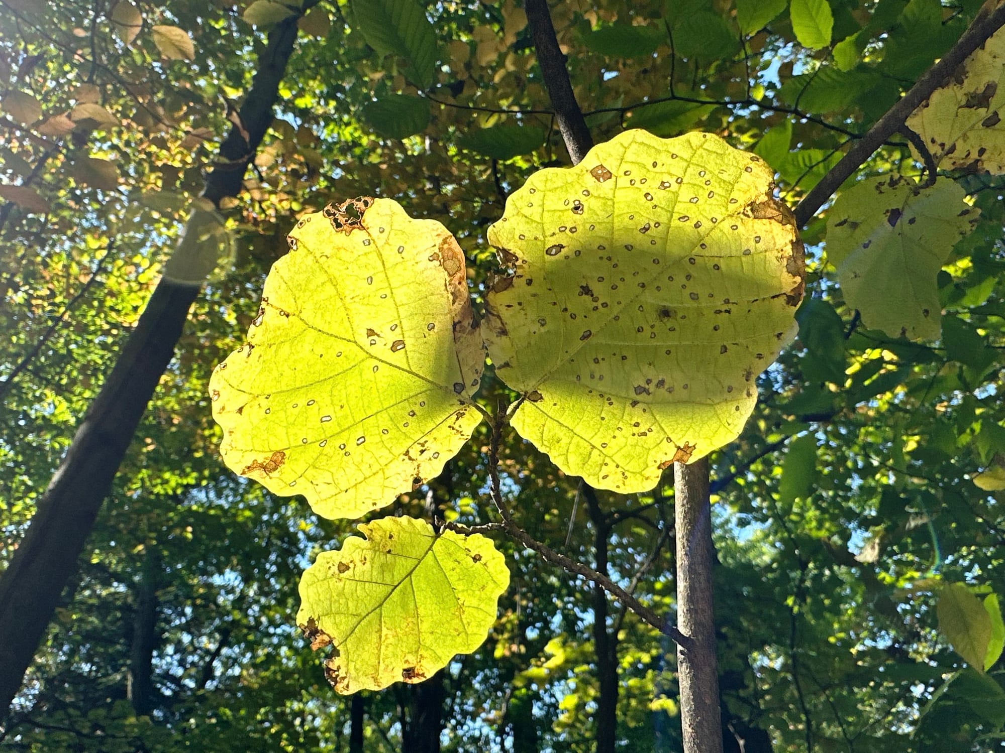 Golden leaves close up